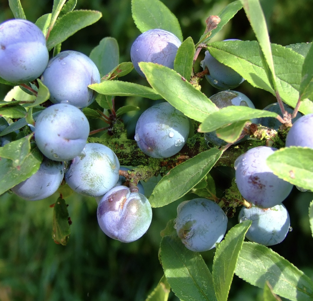 Prunus spinosa